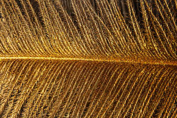 Texture of golden feather, closeup