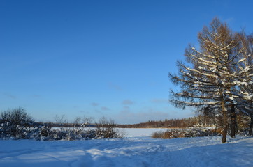 Frozen lake in forest