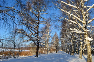 Russian winter landscape with trees and blue sky