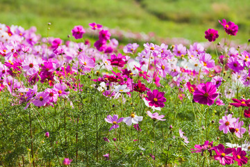 Cosmos field