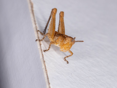 Acrididae grasshopper