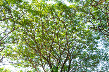 tree with leaf view from bottom