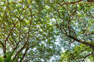 tree with leaf view from bottom