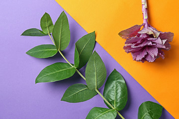 Green branch of tropical plant with flower on color background