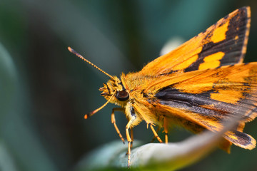 Orange butterfly on plant butterfly in the garden Macro insect branch with nature