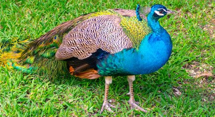 Obraz premium peacock in the grass