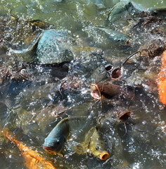 Feed fish / Many fish feed food a lot of feeding Catfish