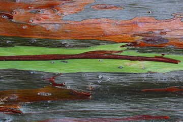Eucalyptus bark surface./ Background texture of bark.