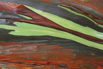 Eucalyptus bark surface./ Background texture of bark.