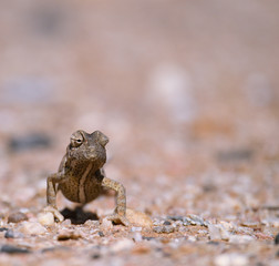 Chameleon