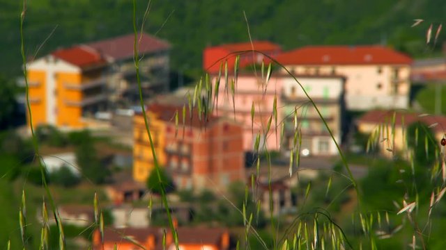 Close-Up: Tall Grass