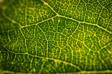 texture of green leaf