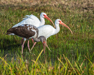 Three white ibis walking in the wet grass!