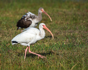 The race is on! White Ibis along the nature trail!