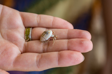 Hermit crab plays on a child hand