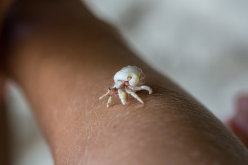 Hermit crab plays on a child hand
