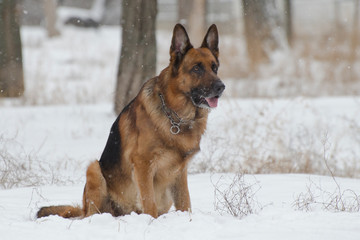 German Shepherd sitting in the park