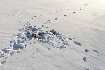 Fox attack traces on the mouse during the hunt in winter. The consequences of an attack on a rodent. The behavior of animals in their natural habitat.