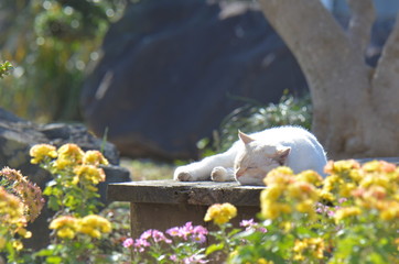 庭でくつろぐ猫