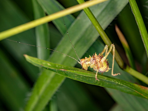 Ninph of katydids 