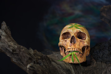 Still Life of Skull, Candle and Green Cannabis Leaf on wooden