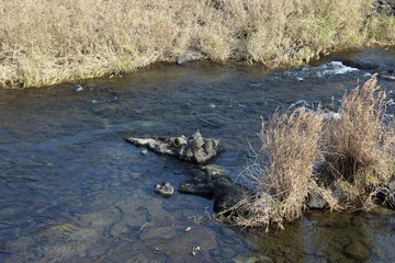 Pampas grass grow on the edge of a river