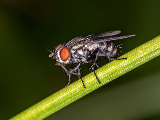 Fly