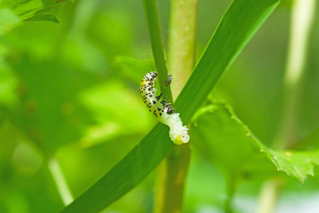 The gooseberry caterpillar (Nematus ribesii) is a garden pest that eats leaves green gooseberries
