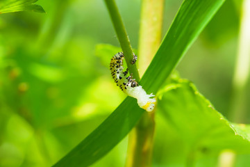 The gooseberry caterpillar (Nematus ribesii) is a garden pest that eats leaves green gooseberries
