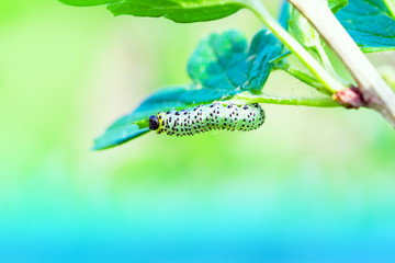 The gooseberry caterpillar (Nematus ribesii) is a garden pest that eats leaves green gooseberries
