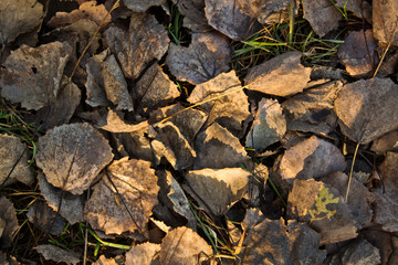 Fototapeta na wymiar Fallen leaves background. Autumn background