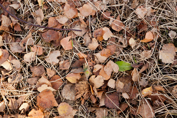 Fallen leaves background. Autumn background