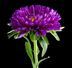 aster flowers isolated on black background