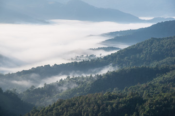 Trees in morning fog