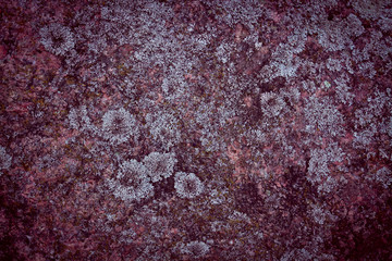 Old grunge background texture