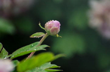 Peony flowers in the rain