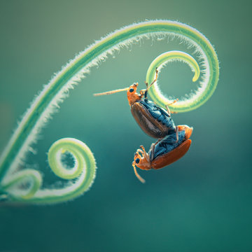 makong love of bugs