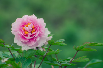 Peony flowers in the rain