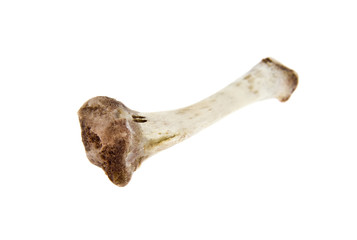 bones isolated on white background