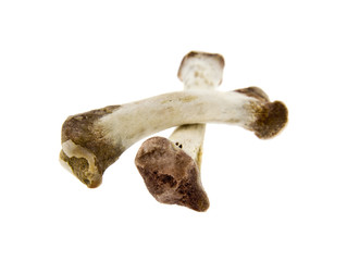 Fototapeta premium bones isolated on white background