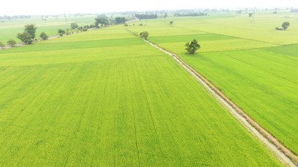 The beautiful landscape of rice fields in Thailand. 