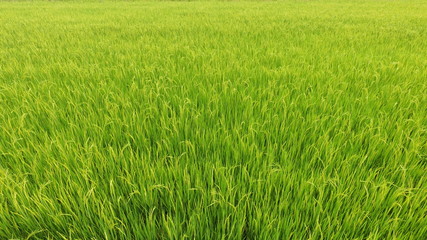 close up of ripening rice in a paddy field