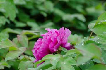 Peony flowers in the rain