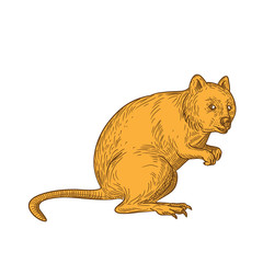 Drawing sketch style illustration of a quokka, Setonix brachyurus, a small macropod marsupial native to  Western Australia on isolated white background in color.