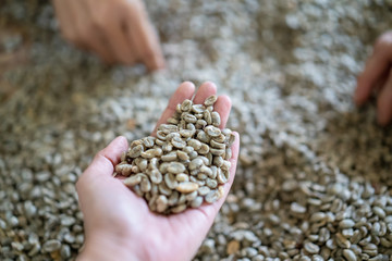 dry organic green bean selecting in coffee milling process, selective focus.