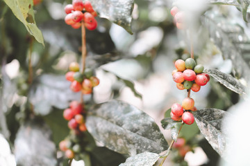fresh organic coffee cherries with coffee tree in northern part of thailand, selective focus