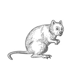 Drawing sketch style illustration of a quokka, Setonix brachyurus, a small macropod marsupial native to  Western Australia on isolated white background in black and white.