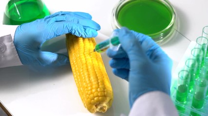 Food science researchers working in laboratory, 1 woman injecting chemicals into corn - Powered by Adobe