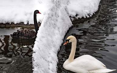 Fototapeta premium Black swan and white swan separated with a fence in Kugulu Park in winter, Ankara, Turkey