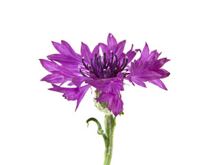 flowers of Centaurea isolated on white background